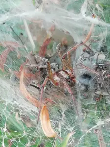 Pat 07 Slapende spin